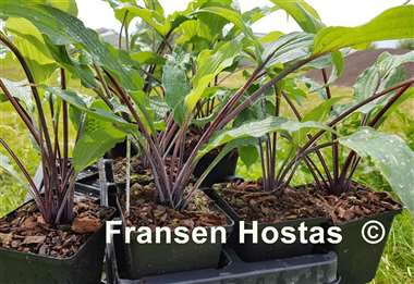 Hosta Chris' Black Ruffles